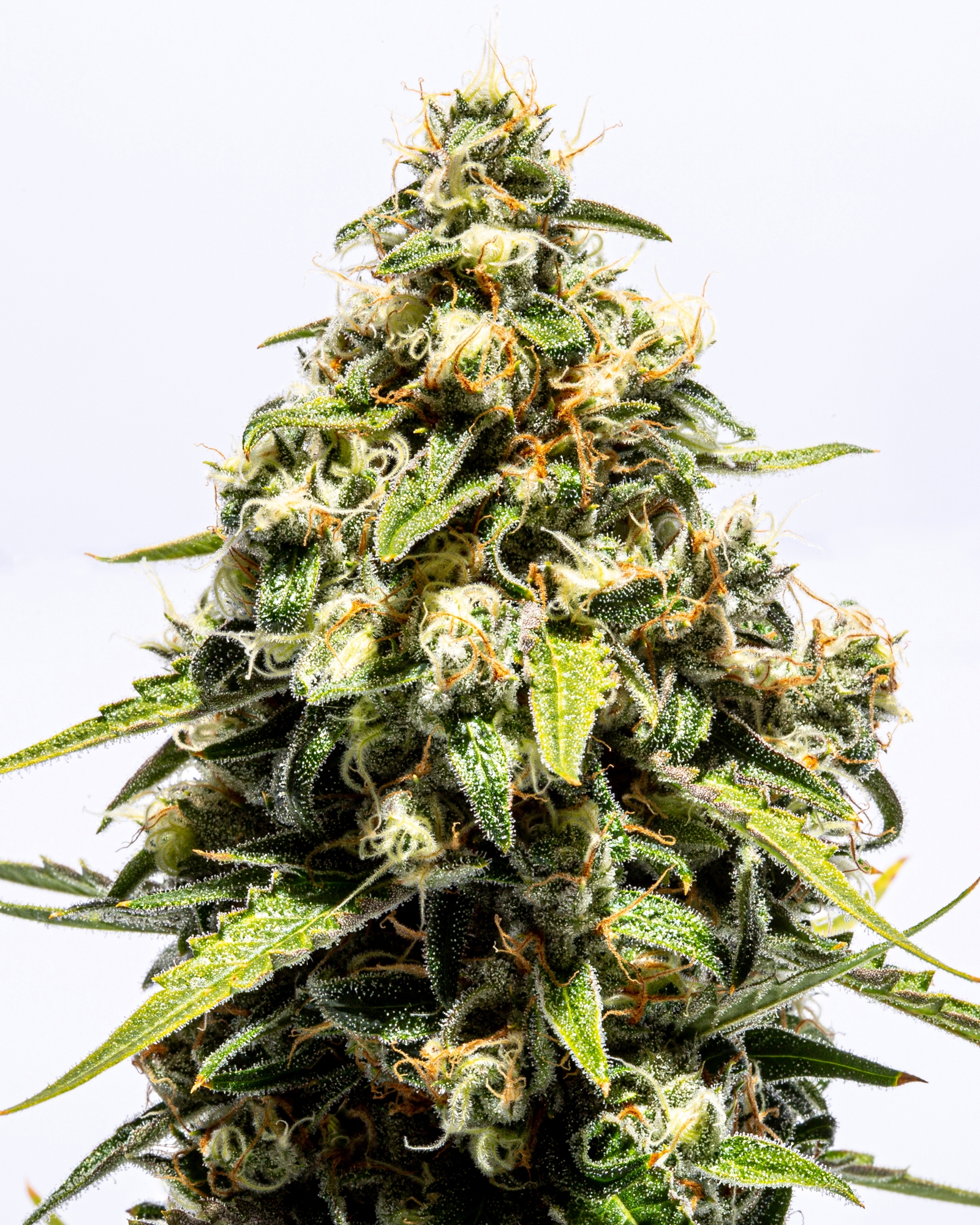 Super Jenny Kush 3.5g, 3 of 4