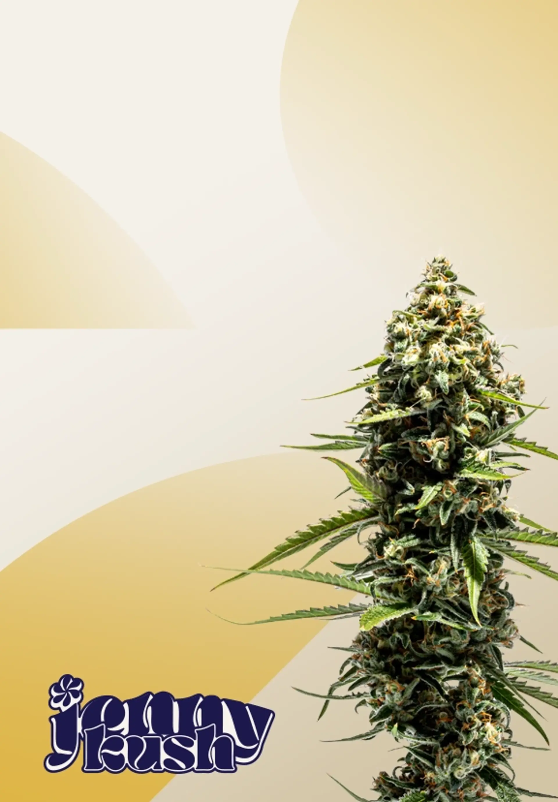 Jenny Kush
Flower Sale!