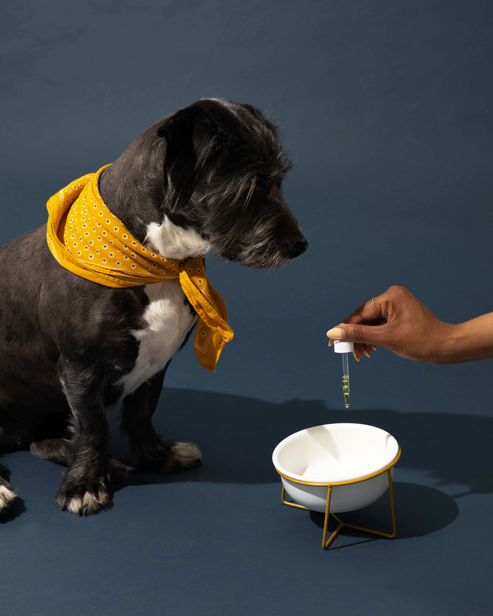 Cbd Pet Tincture 500mg, 2 of 4