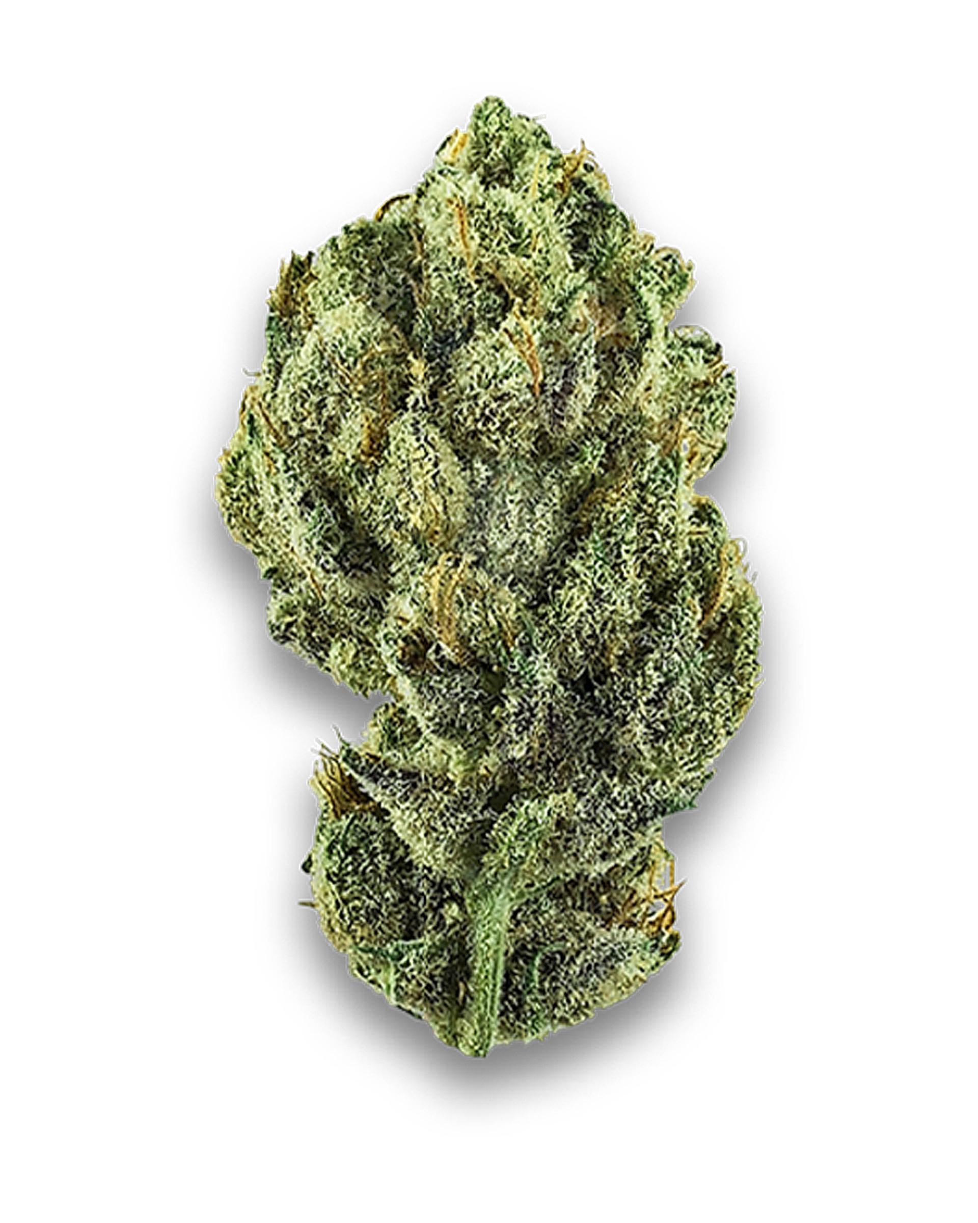 Orange Cream Flower