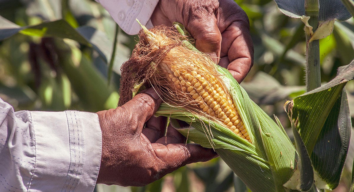 Maize is a staple crop in South America.