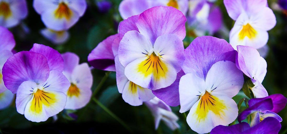 Pansies are popular flowers in Spanish.