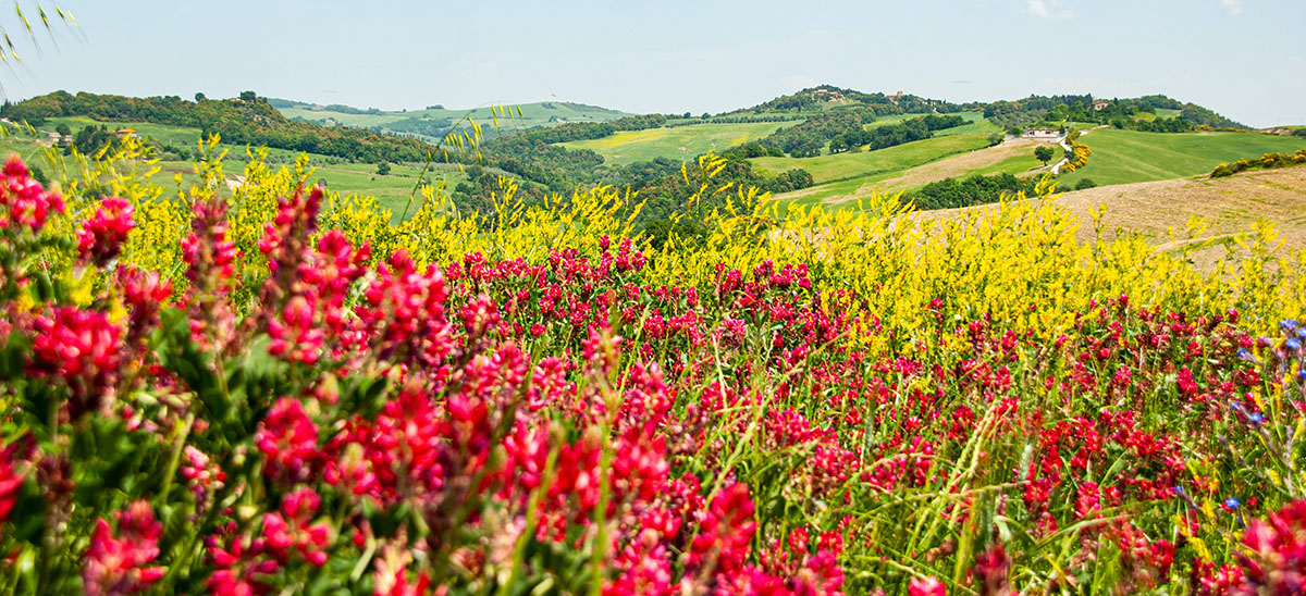 A wonderful time to visit Tuscany is in Spring in Italian.
