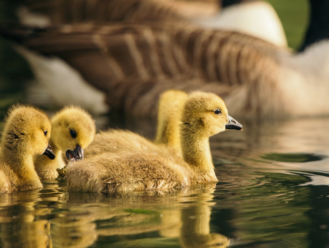 Baby ducks and farm animals in French.