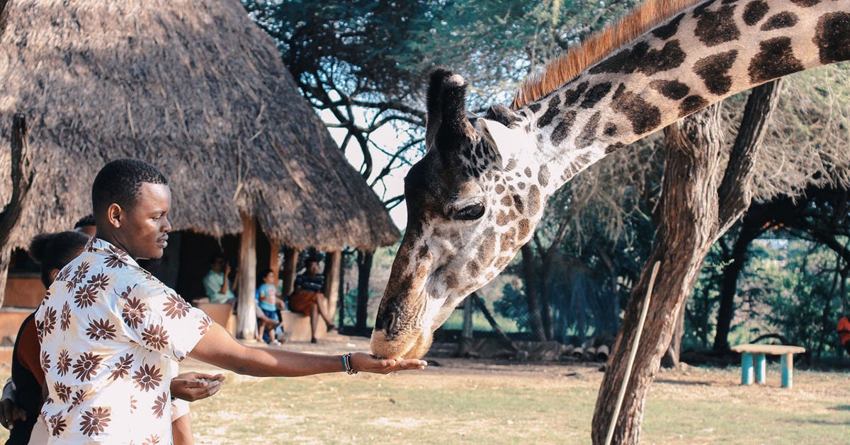 Man feeds giraffe in one of the 21 African countries that use French as a national or official language.