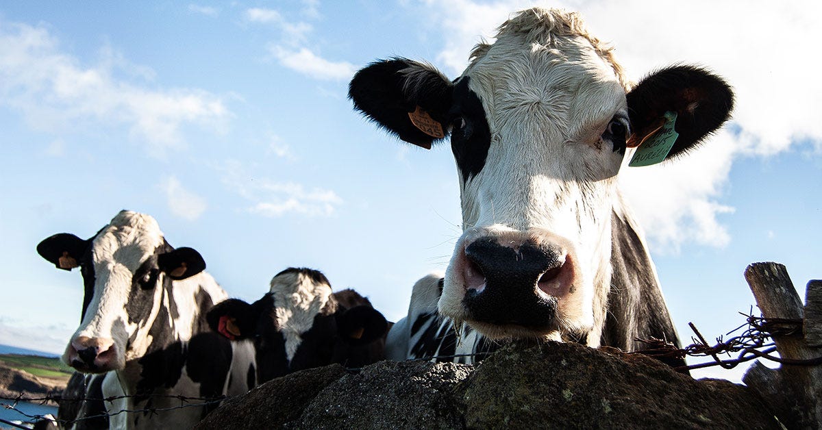 Argentina’s vast Pampas grasslands nurture some of the world’s finest cattle, making beef a global icon.