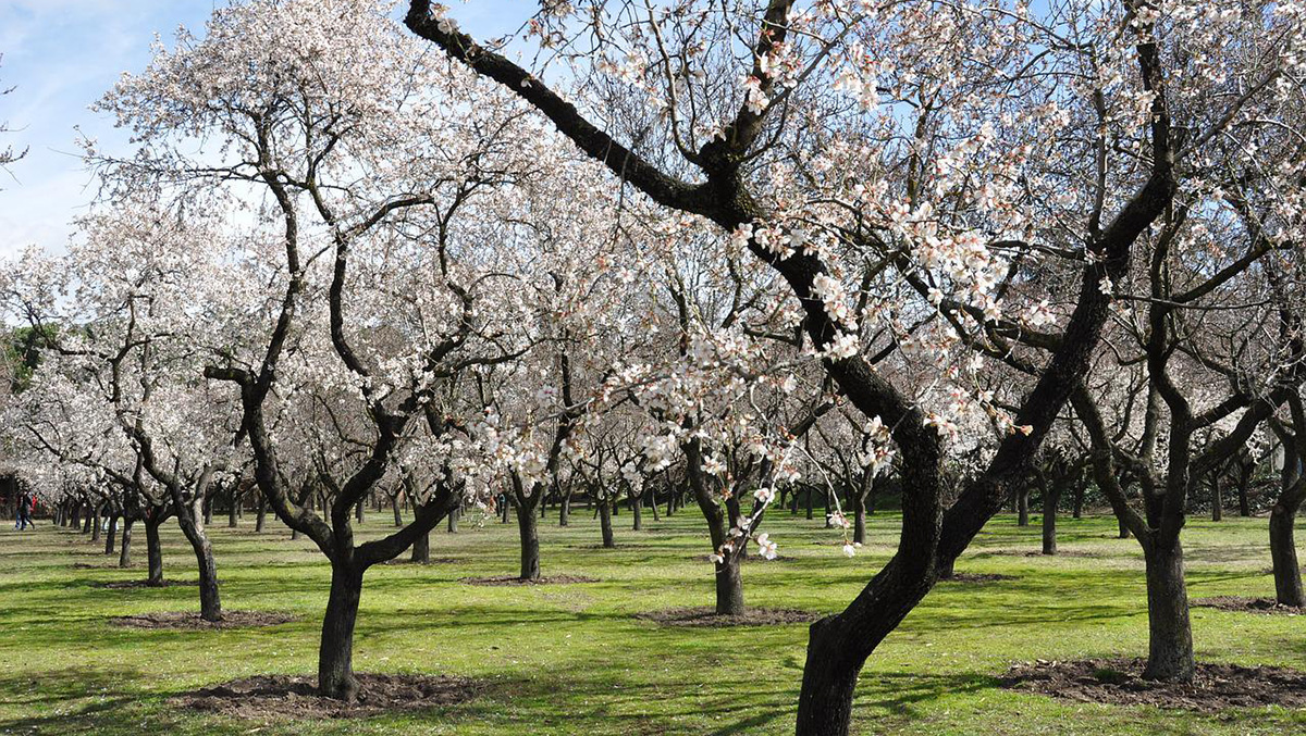 Almond trees in Spanish.