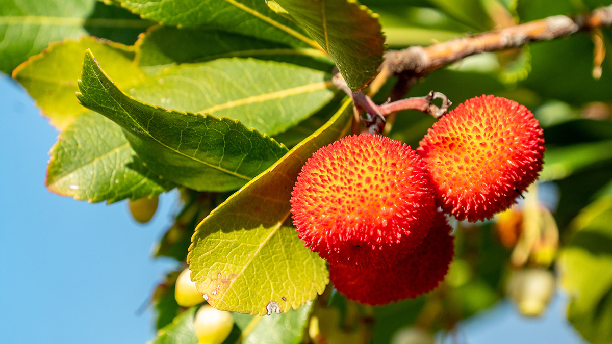 The corbezzolo, or the strawberry tree, is one of the national flowers of Italy.