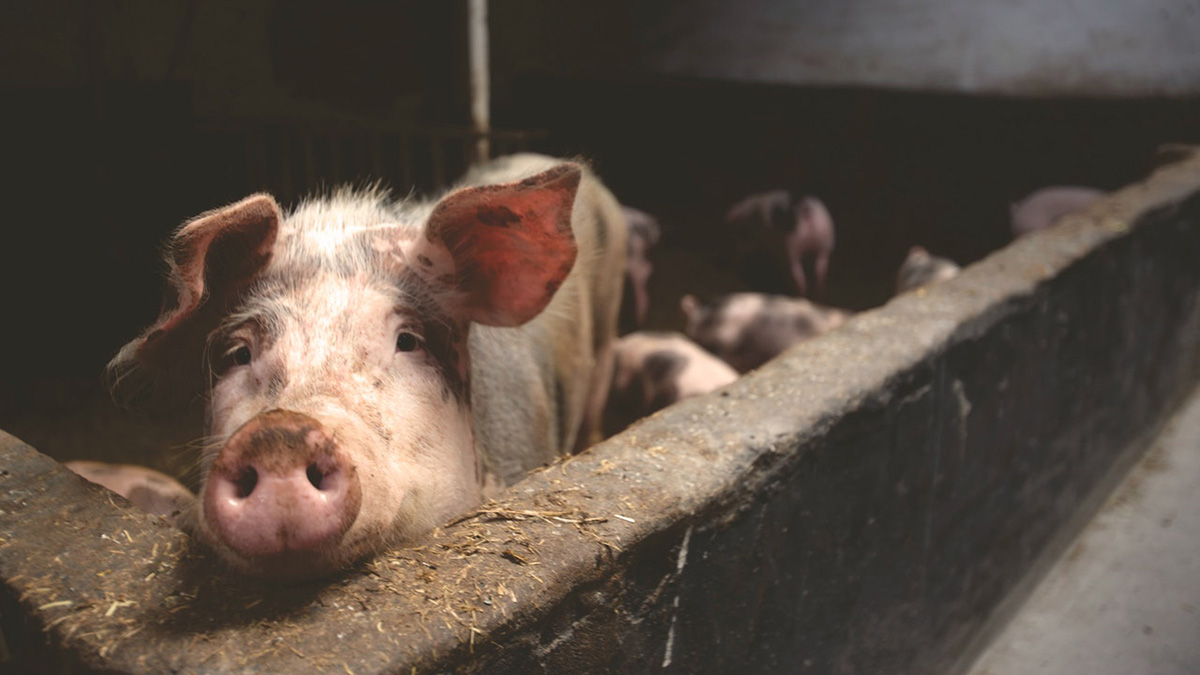 Sweet little pigs race each other in Klosters Switzerland on New Years Eve.