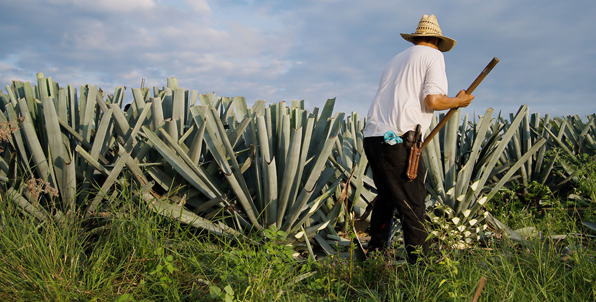 Rural farming in Mexico.