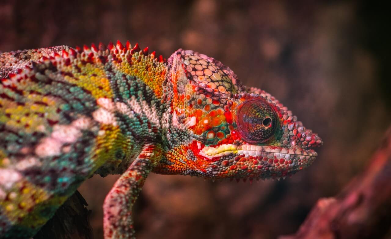 Can you describe this chameleon in the colors in French?