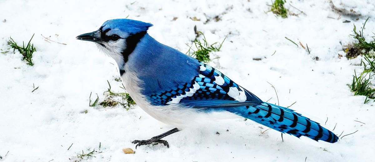 The blue jay is a very common bird in English.