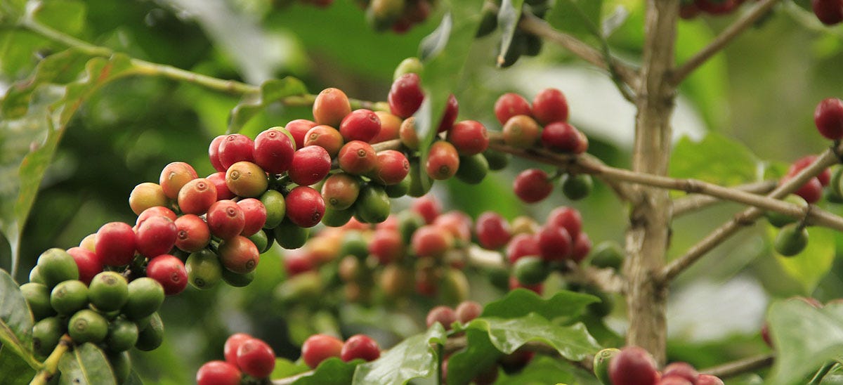 Coffee plantation in Columbia.