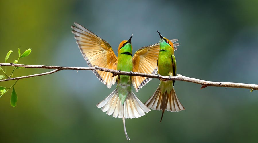 Birds in Italian: 63 Cute Species to Make Your Vocab Soar