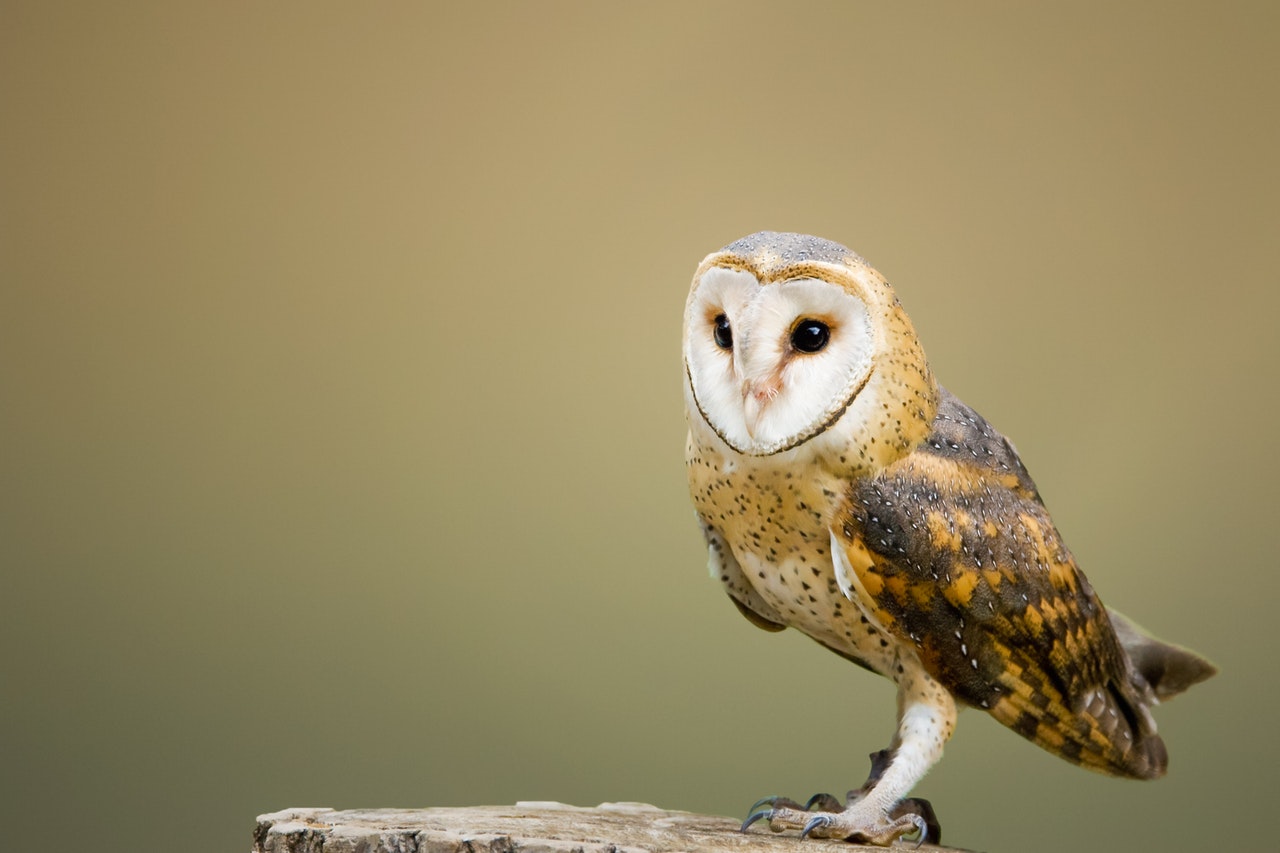 An owl and birds in Italian.