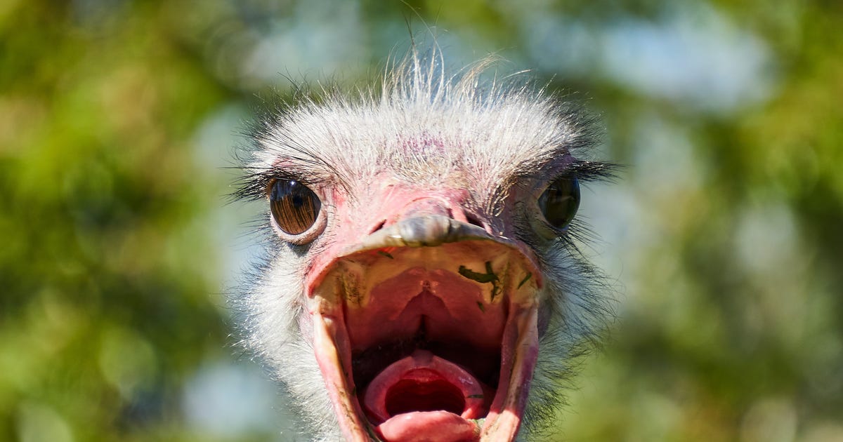 Italian Animals: How to Say 65 Adorable Animal Names