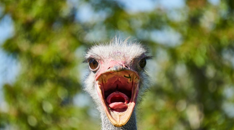 Animais em italiano: 65 animais fofinhos no idioma