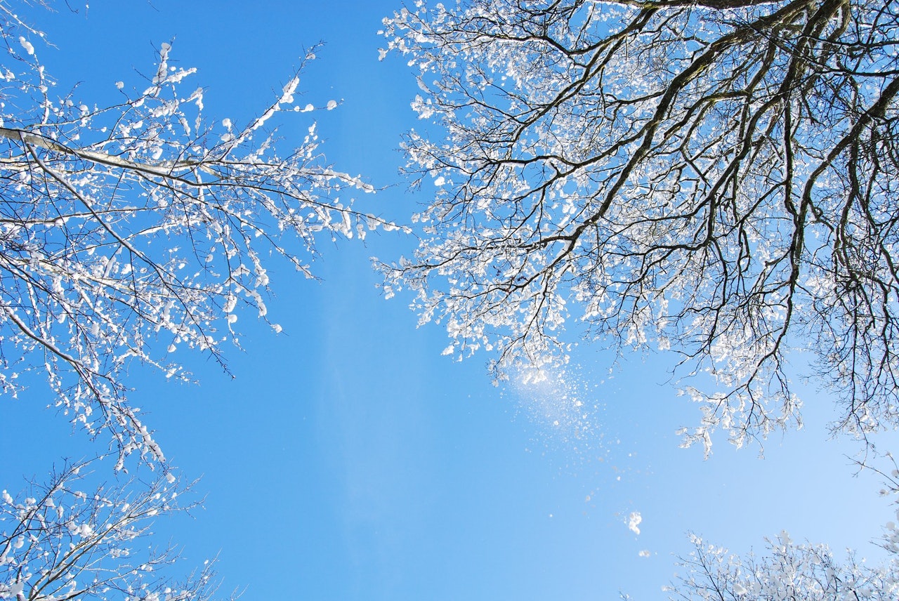 Snow covered trees looking up toward a blue sky symbolic of Winter l'hiver