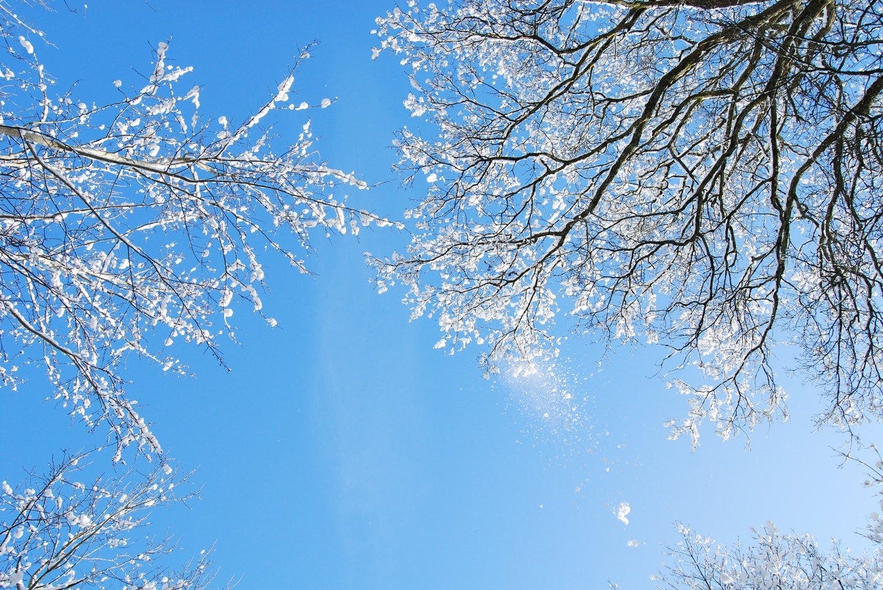 Snow covered trees looking up toward a blue sky symbolic of Winter l'hiver