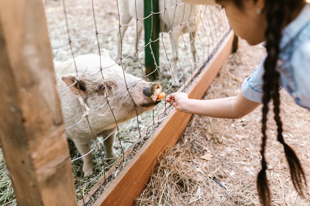 Girl feeding farm animals in English.