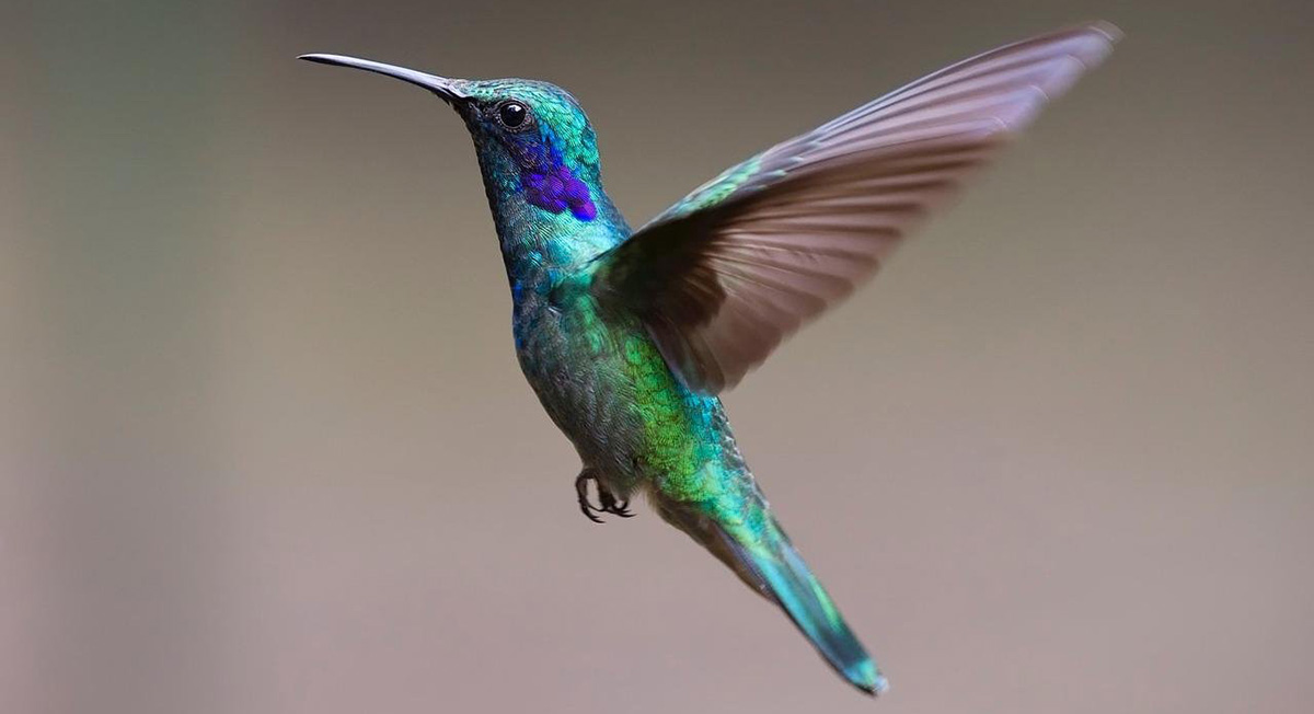 Hummingbird and other common birds in Italian.