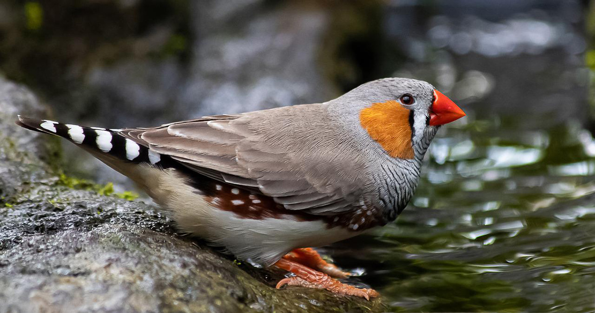 A zebra finch is a wild and exotic bird in Italian.