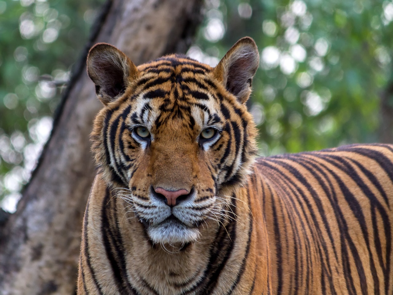 Tiger in the wild making eye contact