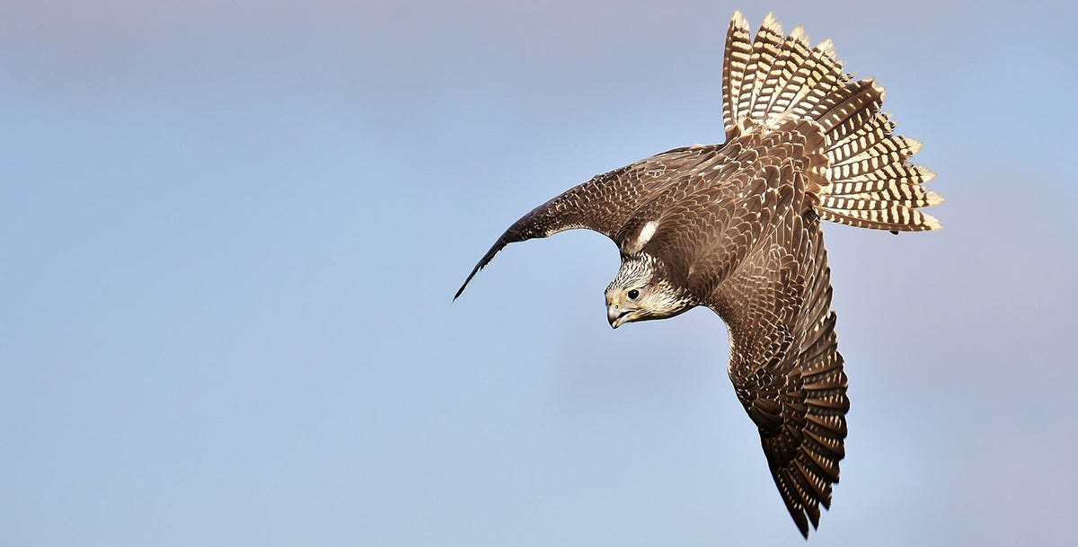Falcons are birds of prey in English