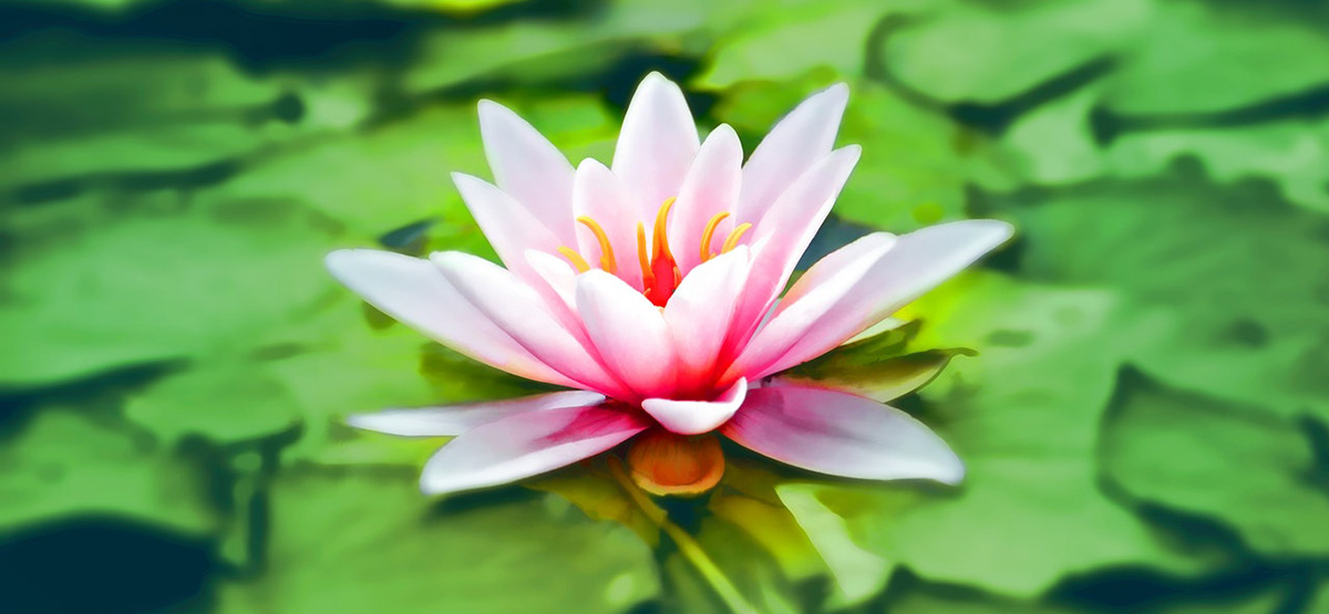A lotus is the national flower of Egypt.