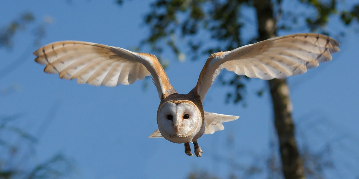 A barn owl in flight.