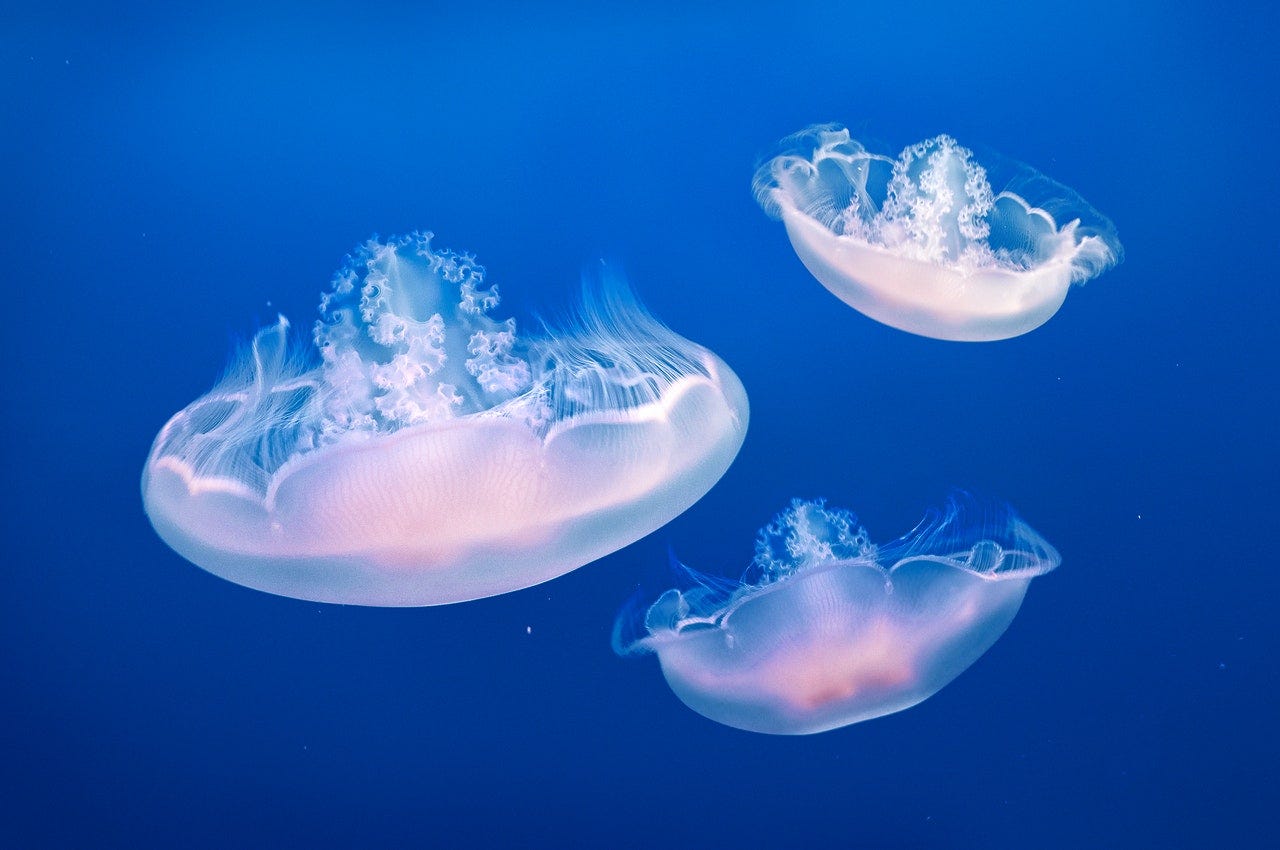Three jellyfish water animals illuminated in the ocean