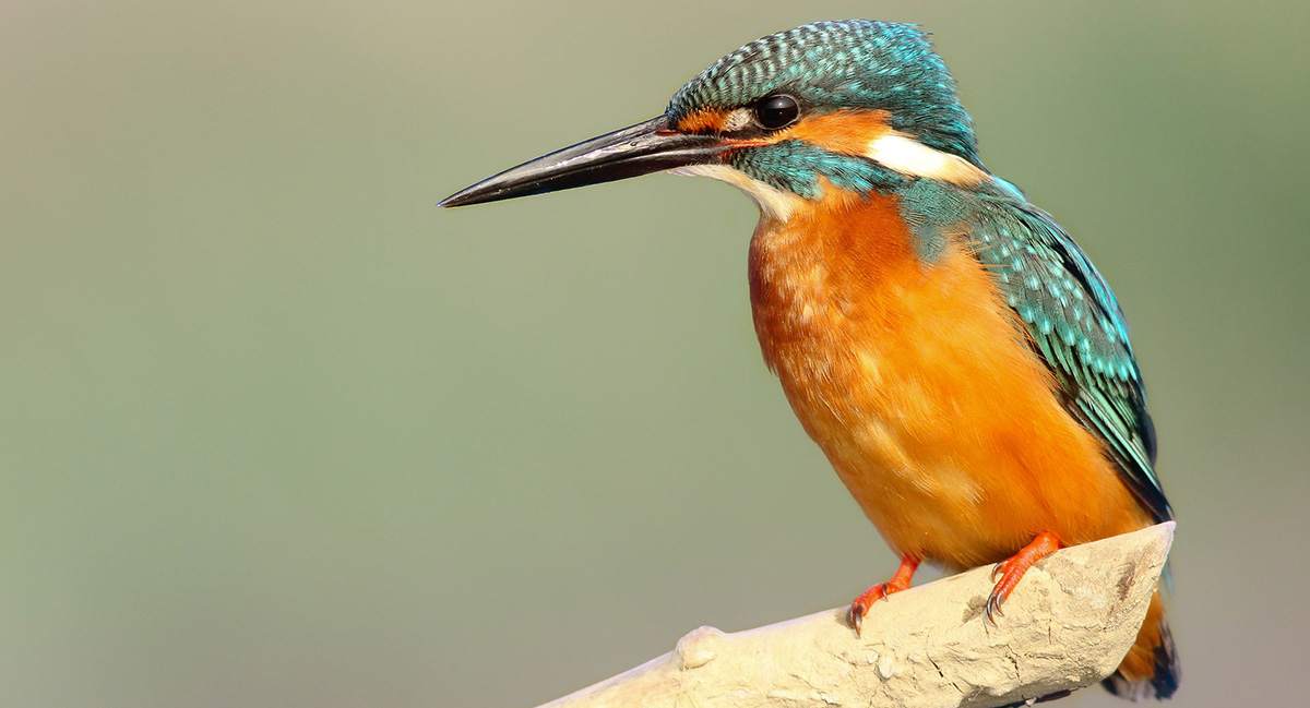 How To Write Bird In French