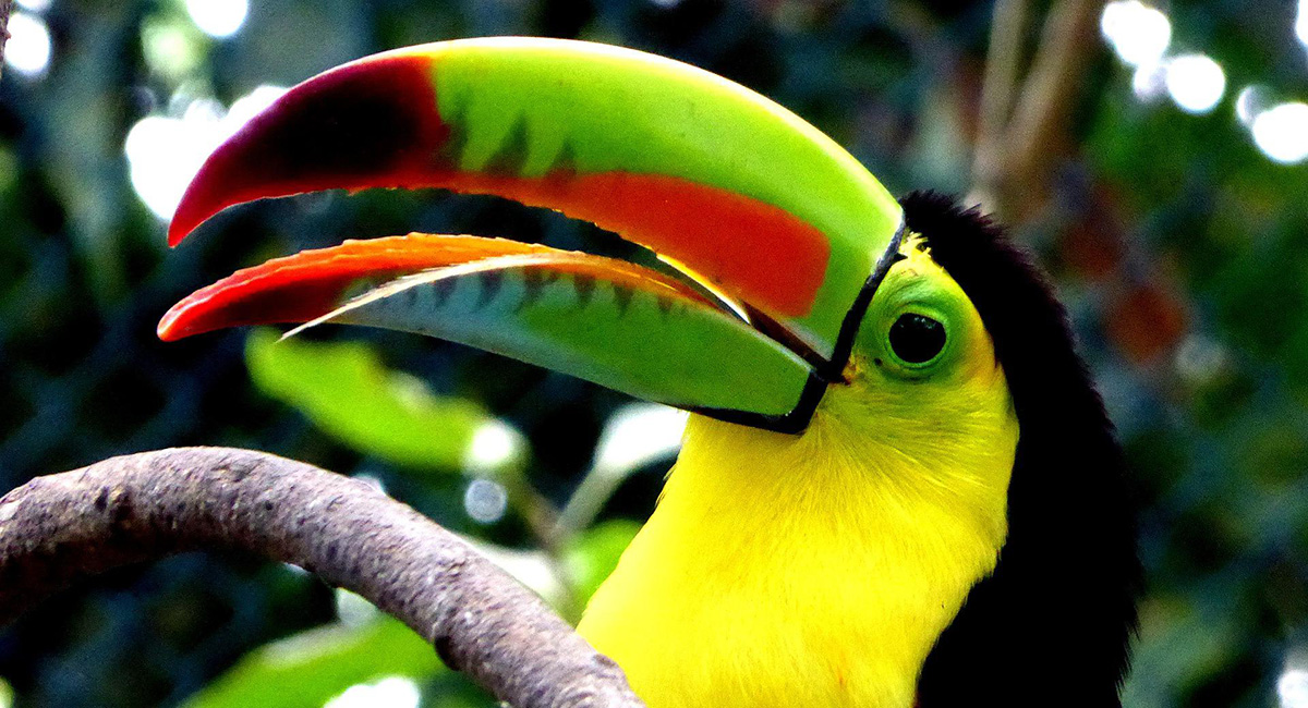 Toucan's are wild exotic birds in French.