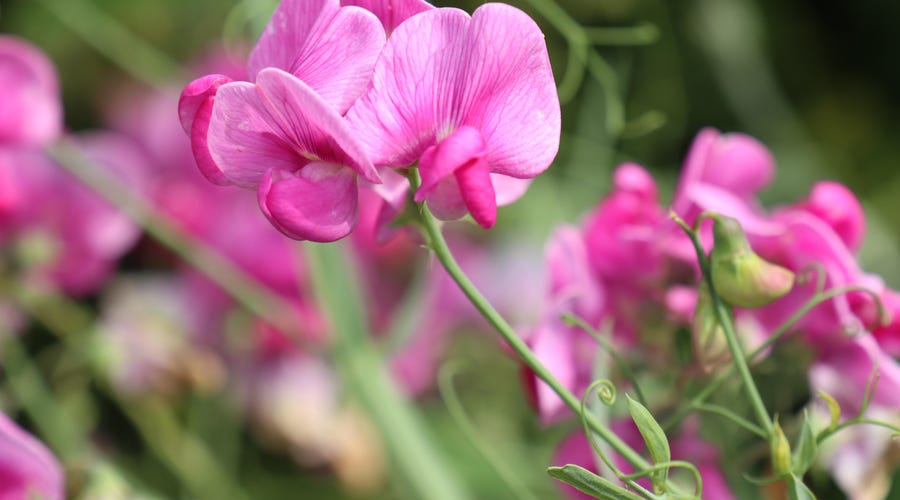 Flores en francés: 108 palabras aromáticas de vocabulario Flores en francés: 108 palabras aromáticas de vocabulario
