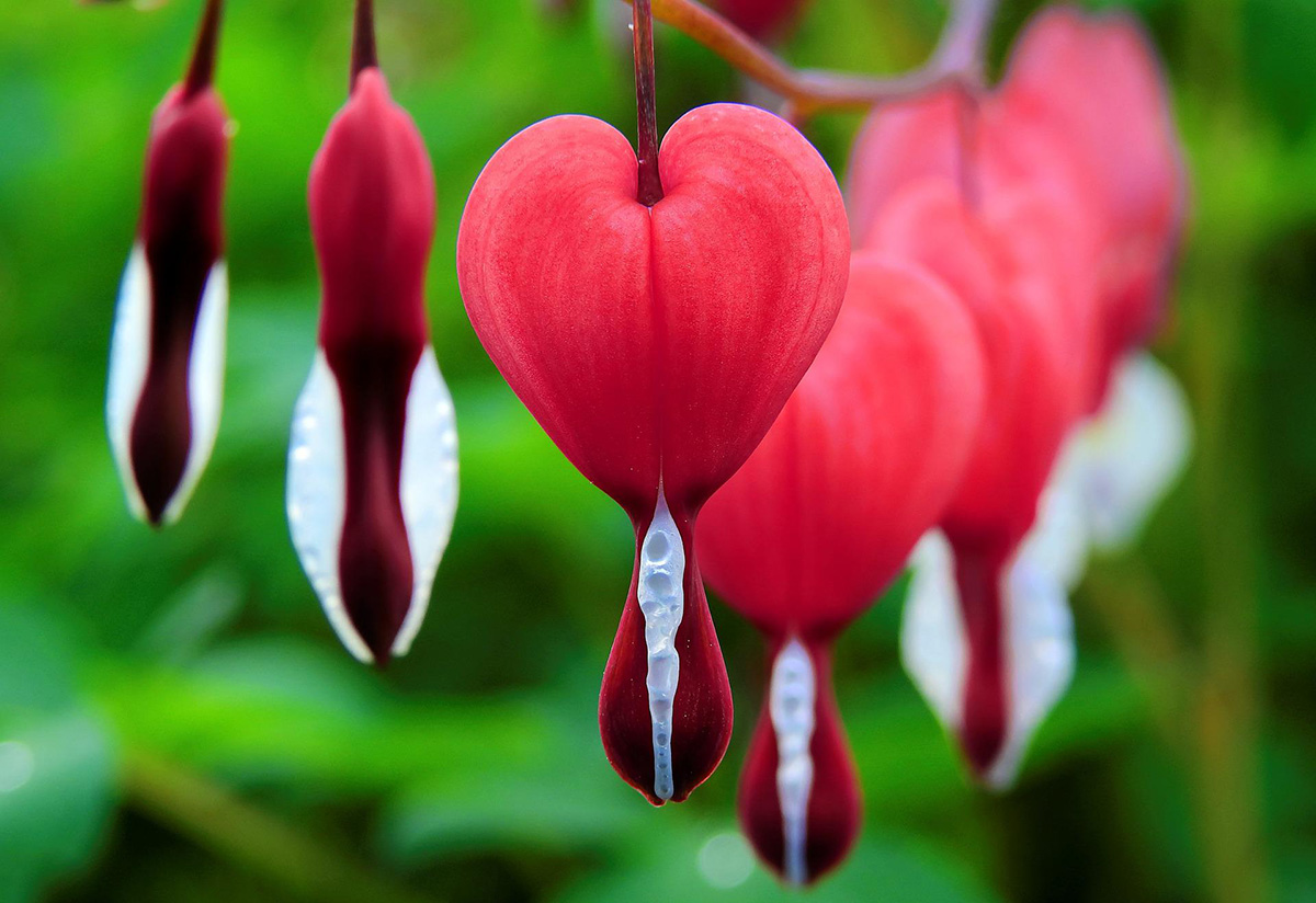Bleeding hearts, or Cuor di Maria in Italian, resemble tiny heart lanterns as flowers in Italian.