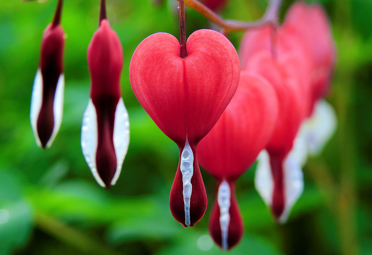 140 de las flores más hermosas en italiano y flores italianas