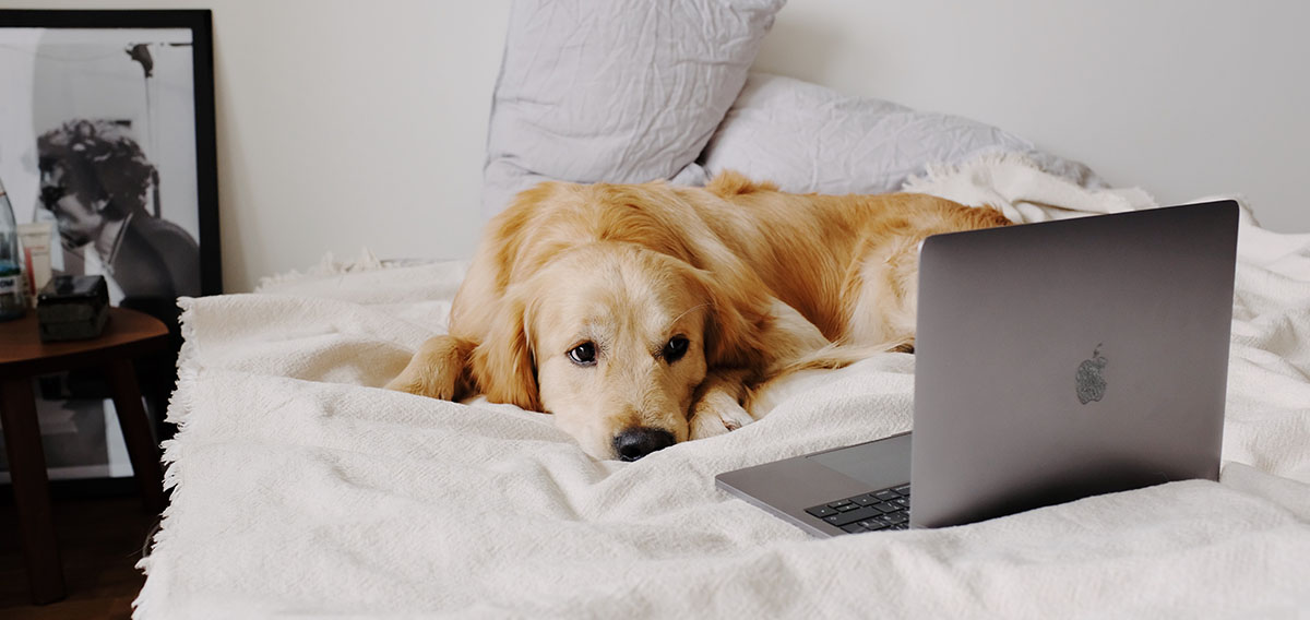 50 Top Dog Commands In German To Teach Your Fur ever Friend