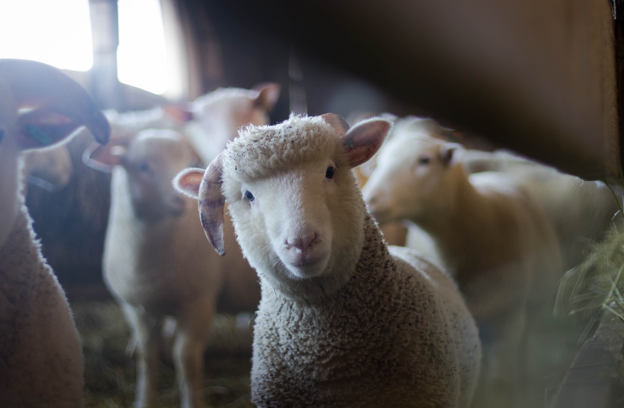 Ovejas y animales de granja en italiano.