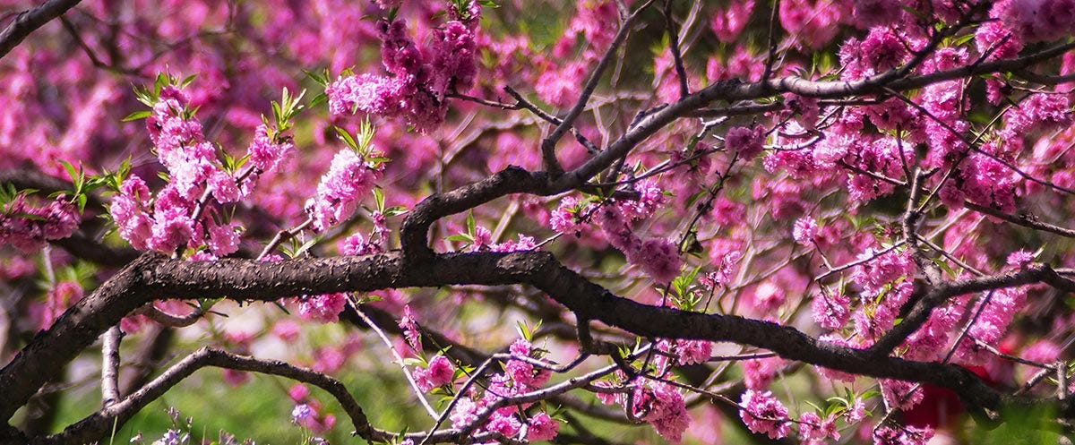 Talking about spring in Chinese.