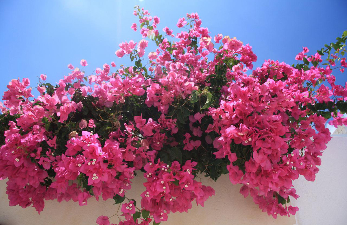 Bougainvillea and tropical flowers in German.