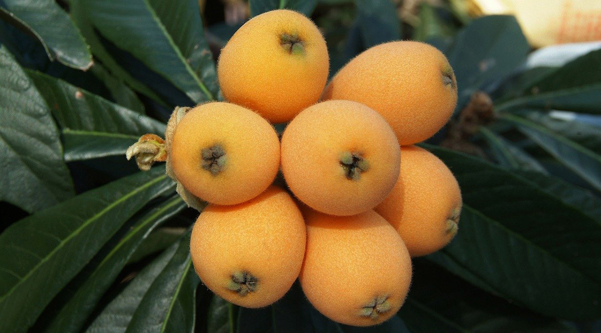 Loquat and pome fruits in Spanish.