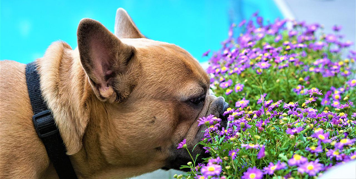 A French bulldog sniffing flowers in French.