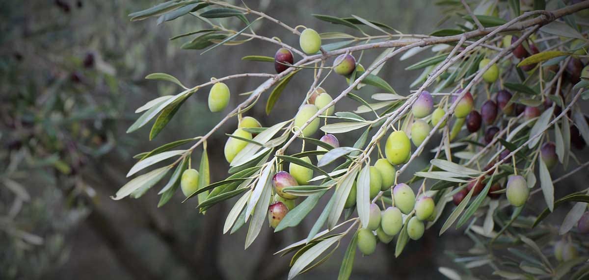 Spanish olive tree.