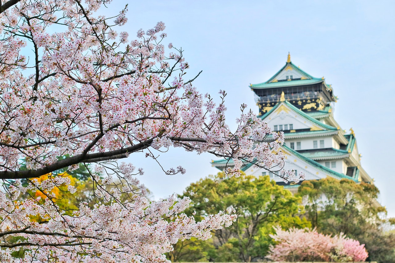 Close up of Cherry blossom tree in Japan