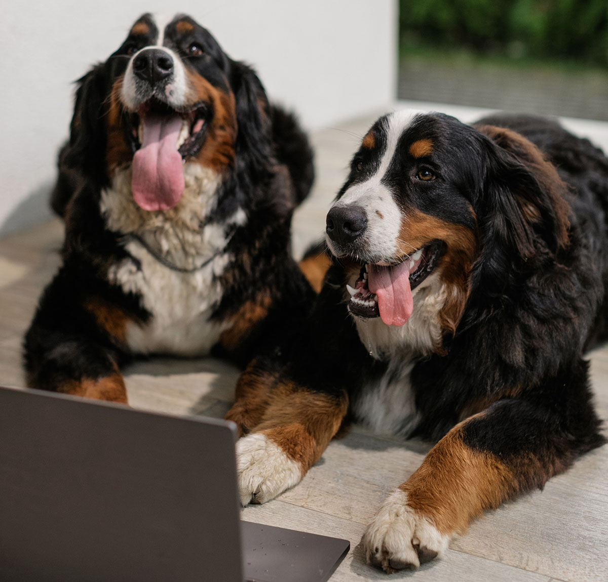 Dogs trying Italian tongue twisters.