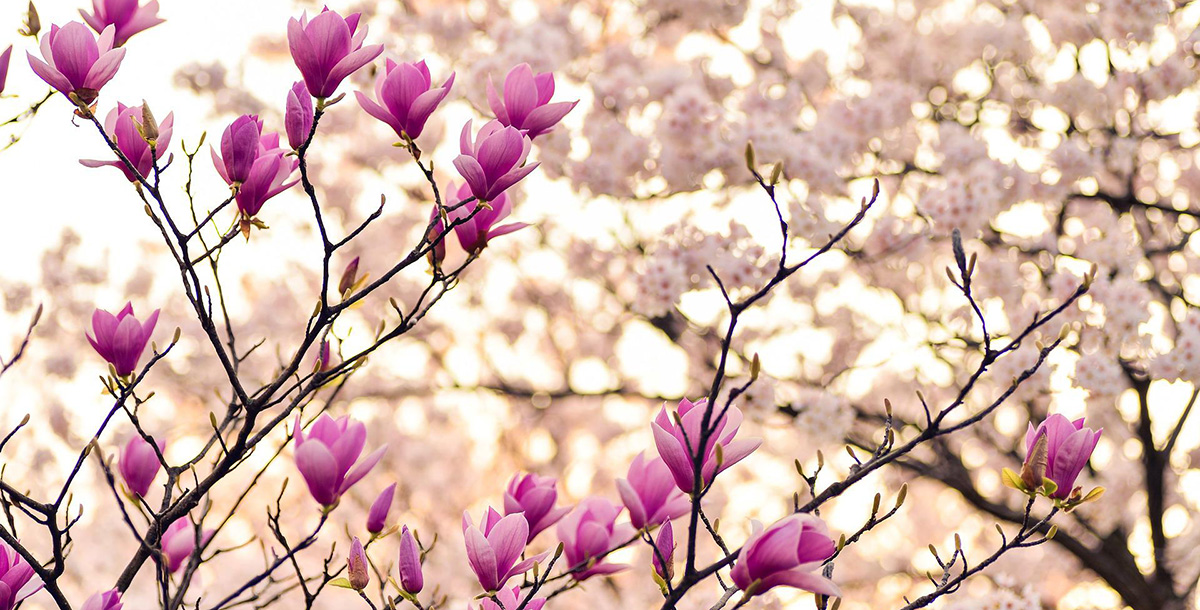 The magnolia is the national flower of Louisiana & Mississippi.