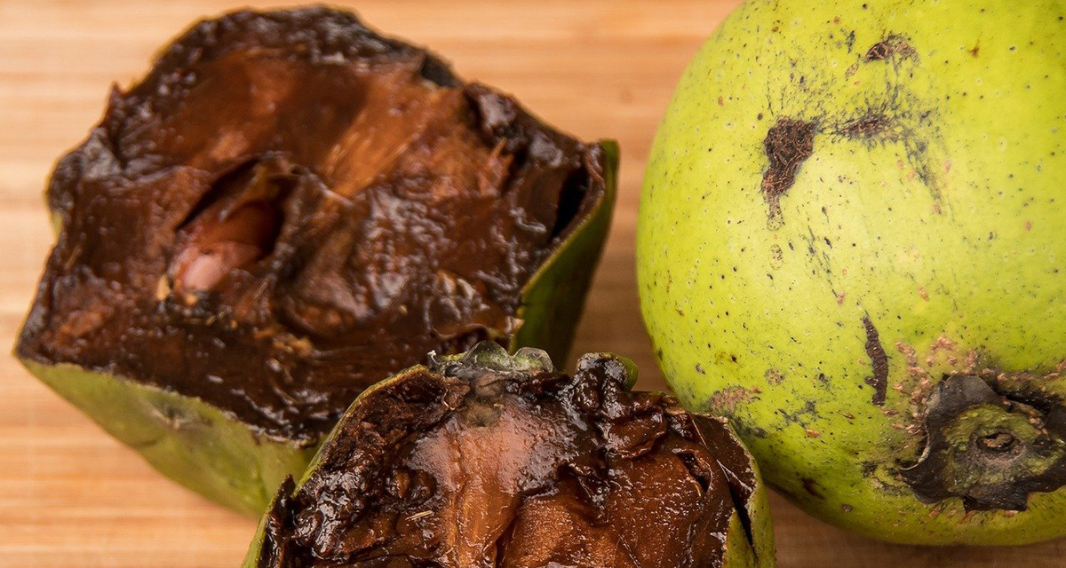 The black sapote is an exotic, tropical fruit that is native to Central America.
