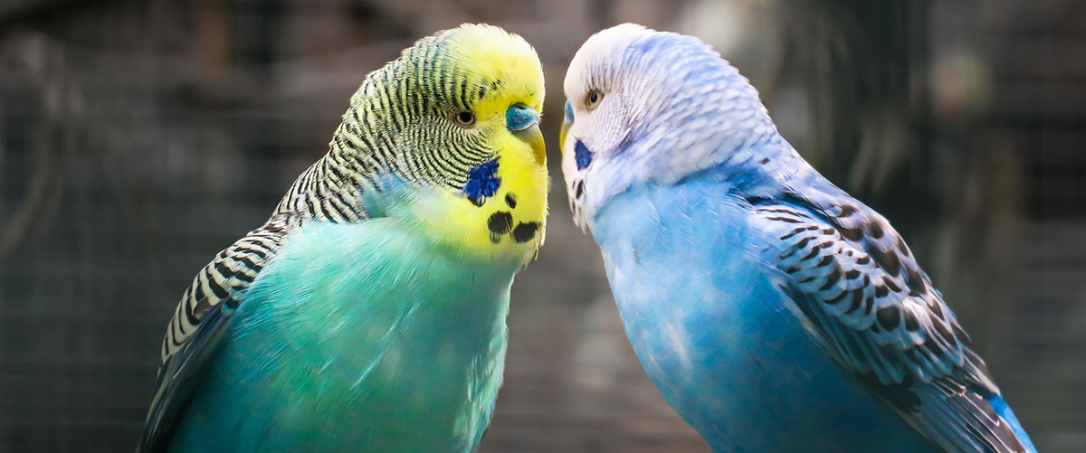 Two colorful budgies.
