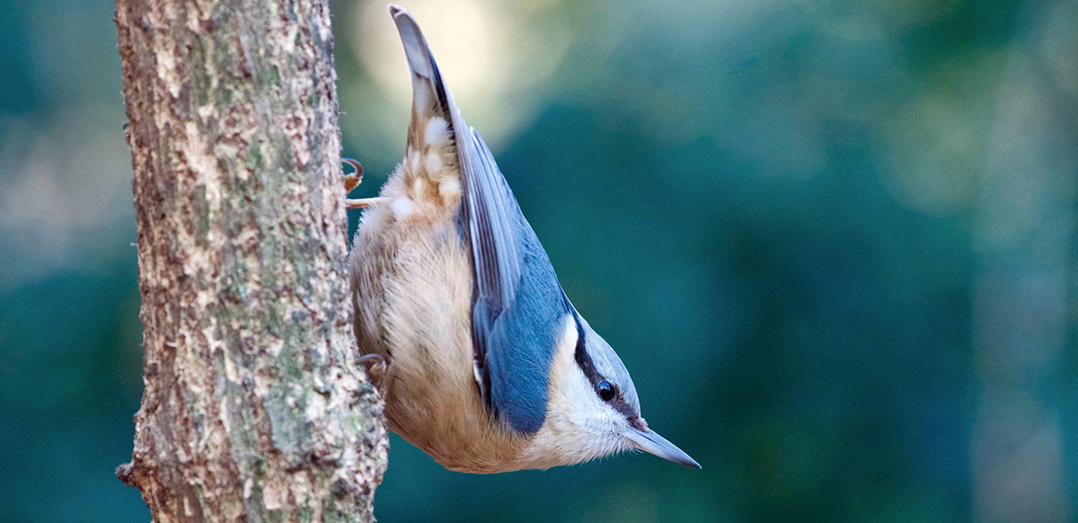 A nuthatch and migratory birds in Spanish.