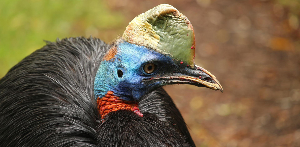 Cassowary's are flightless birds in French.